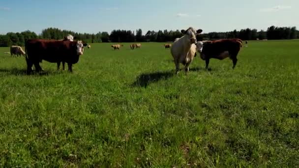 Kudde Schapen Grazen Groene Weide Met Zonsondergang Kudde Schapen Koeien — Stockvideo