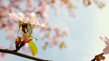 Peach tree blooming with sunrays, Shimmering rays of the sunset in the background. Spring cherry blossoms in full bloom, abstract video of cherry blossoms in the sun. Sakura Japan in spring time. 