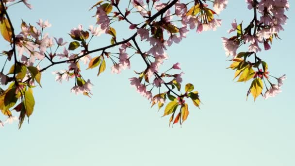 Blossoms Fall Trees Beautiful Blur Orchard Blooming Background Slow Motion — Vídeo de Stock