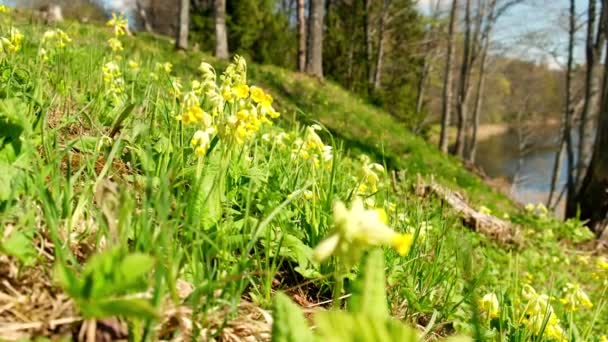 花にはプリムラやカウスリップ 一般的なカウスリップがあります 春の夏の日にバスケットにカウスリップを収集しました 黄色い春の花 晩春の牧草地 花序黄色の絶滅危惧種の花 — ストック動画