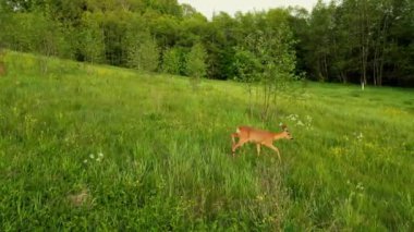 Roe geyiği, capreolus capreolus, yazın Sunset 'te tarladaki Misty Meadow' a bakar. Estonya 'nın çayırlarında beslenen vahşi bir Roe Geyiği. Estonya 'da Geyik. 