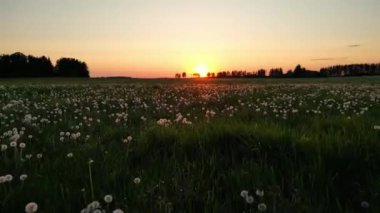 Tarım ekinlerinin üzerinde uçuşan yumuşak tohumlar. Olgun karahindibalardan oluşan geniş bir orman. Güzel çiçekler ve bahar doğa kompozisyonu. Yaz akşamları 4K karahindiba havası. Estonya doğası. 