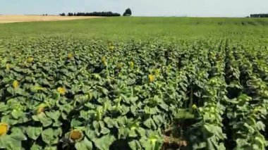 Altın ayçiçeği tarlası hasat için olgunlaşmış, Ayçiçeklerinin güzelliğini yakalıyor, güneşli bir yaz gününde hasada hazır, tarımsal alanda resim gibi bir manzara..
