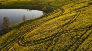 İnsansız hava aracı mısır tarlası üzerinde alçaktan uçuyor. Kırsal alan, çiftlik. Güneşli bir sabah, gün doğumu, bahar mevsimi. Göllü güzel bir tecavüz sahası. Sunrise 'daki yeşil tarla. Yeşil Buğday Alanı.