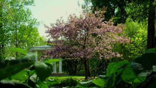 Квіти Падають Дерев Прекрасний Розмитий Сад Який Цвіте Задньому Плані — стокове відео