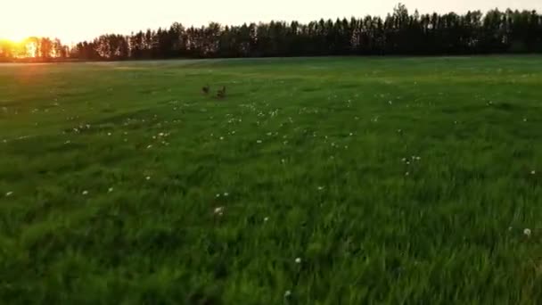 夏天的日落时分 爱沙尼亚风景区的草地上 一只野鹿正在觅食 爱沙尼亚的鹿 — 图库视频影像