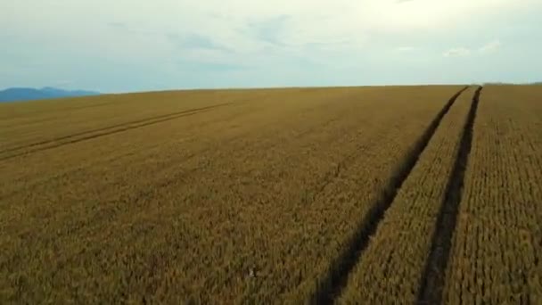 Der Filmische Drohnenflug Über Goldenen Weizenfeldern Bei Sonnenuntergang Eröffnet Einen — Stockvideo