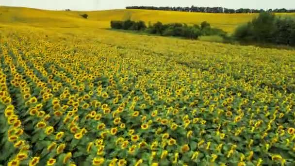 Agriculture Aerial View Sunflowers Harvesting Sunflower Seeds Agriculture Aerial View — Stock Video