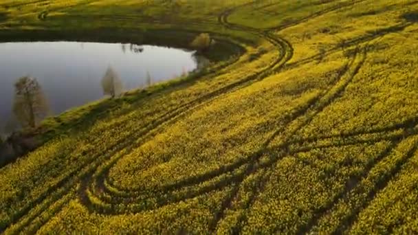 Drone Che Vola Basso Sopra Campo Mais Paesaggio Rurale Fattoria — Video Stock