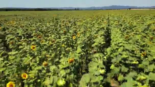 수확을 성숙한 해바라기 활기찬 영상은 햇빛의 풍경에 화려한 광경에 자르기를 — 비디오