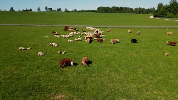 緑色の牧草地の羊の群れは 牛を数頭飼っている 草地の牧草地で前進する羊の群れ 一匹の黒い羊がいる 羊飼いは動物たちを牧草地へと導いている 丘の上に座る — ストック動画