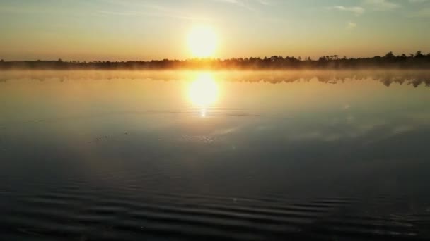 Wild Migratory Birds Takes Great Sunrise Fog Background Mallard Duck — Video Stock