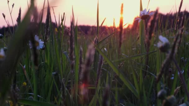 Idyllinen Valkoinen Päivänkakkara Kenttä Huojuu Tuulessa Herättäen Luonnon Kauneutta Kevättä — kuvapankkivideo
