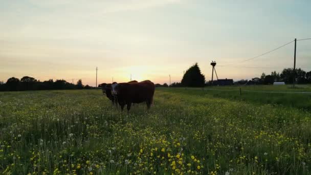 Vacas Leiteiras Incríveis Belo Pôr Sol Prado Fundo Localização Estónia — Vídeo de Stock