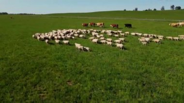 Muhteşem süt inekleri ve koyunlar güzel çayırlarda. Estonya konumu. Süt çiftliği. Yeşil tarlada sığırlar. İnek çiftliği. Otlakta otlayan ineklerin ve koyunların insansız hava aracı görüntüleri.. 