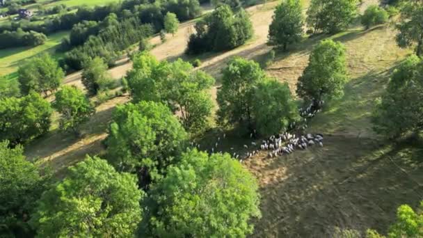 Drohnenschuss Von Einem Steilen Berghang Polnischen Zakopane Mit Bergschafen Grüne — Stockvideo