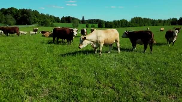 Дивовижні Молочні Корови Вівці Прекрасному Лузі Розташування Естонія Молочна Ферма — стокове відео