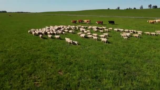 Amazing Milk Cows Sheep Beautiful Meadow Location Estonia Dairy Farm — Stock Video