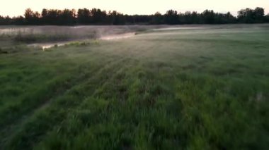 Görkemli Sis Ormanı Hava Görüntüsü. Sakinlik, rahatlama, meditasyon, yalnızlık, doğanın güzelliği. Güneşin ormanın üzerinde doğduğu sisli bir sabah sahnesi ve çimlerle kaplı bir çayır. Destansı İnanılmaz.