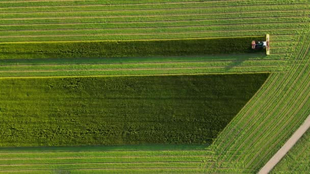 Kombiniert Auf Dem Feld Luftaufnahme Von Erntemaschinen Futtererntemaschine Beim Maisschnitt — Stockvideo
