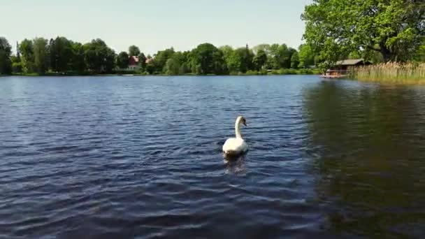 Svan Sjön Största Flygande Fåglar Biologisk Mångfald Medvetenhet Skydd Biologisk — Stockvideo