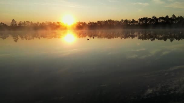 Wild Migratory Birds Takes Great Sunrise Fog Background Mallard Duck — Vídeo de Stock