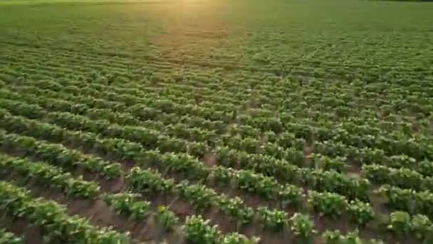 Drone Voando Sobre Campo Trigo Durante Pôr Sol Nascer Sol — Vídeo de Stock