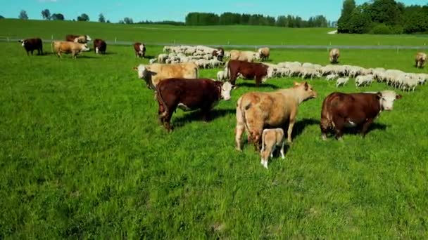 Дивовижні Молочні Корови Красивому Лужному Заході Сонця Задньому Плані Розташування — стокове відео