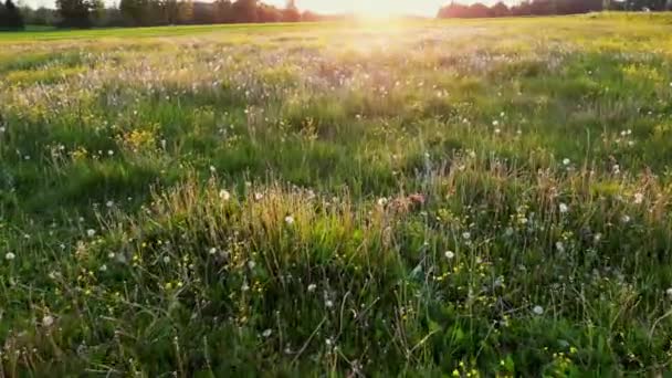 Sommersonnenfeld Mit Blumen Kamera Bewegt Sich Zwischen Gras Und Bunten — Stockvideo