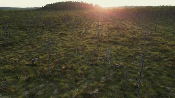 Landskab Med Sump Mose Mose Vådområde Natur Ved Solnedgang Solopgang – Stock-video