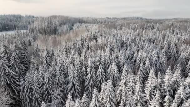 雪は曇った冬の日に木や雪の森を覆いました 白い雪を覆うエバーグリーンスプルースの森 人々は道路をハイキングします 北欧のエストニアのフェアテールの冬の森 — ストック動画