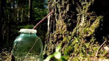 Bahar Betula Pendula 'sındaki Gümüş Huş Ağacı' ndan özsuyu toplamak, metrodan akan çiğ meyve suyu. Ormanda huş ağacı özü topluyorum. Estonya 'da Bahar Ormanındaki Birch Özsuyu Hasadı.