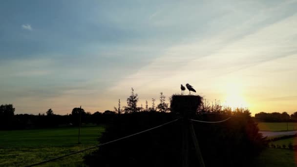 Vit Stork Uppvaktningstiden Estlands Sommar Solen Går Ner Bakgrunden Vit — Stockvideo