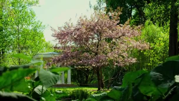 日本の桜 桜のドリーショット 桜の桜の桜 落下する花びら 遅い動き フルブルームの桜 高品質の4K映像 — ストック動画