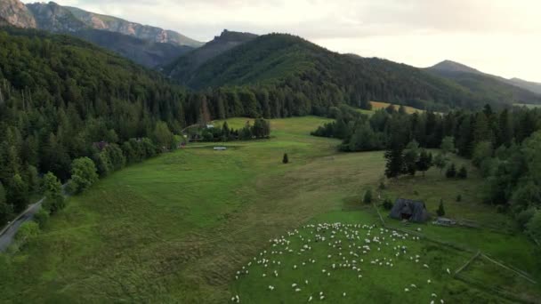 Flight Flock Sheep Mountain Field Sunny Mountain Background Dalam Bahasa — Stok Video