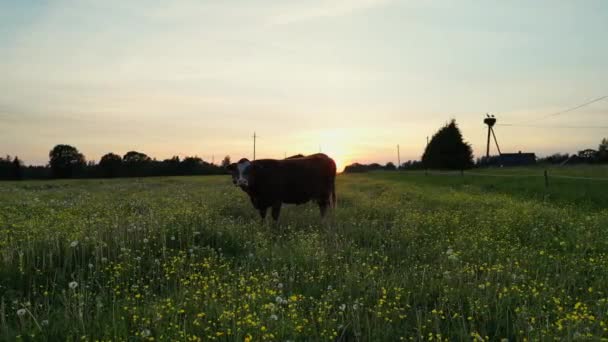 낙농장 일몰에서 농지에 잔디에 다채로운 일몰에 언덕에 스터드 쇠고기 에스토니아의 — 비디오