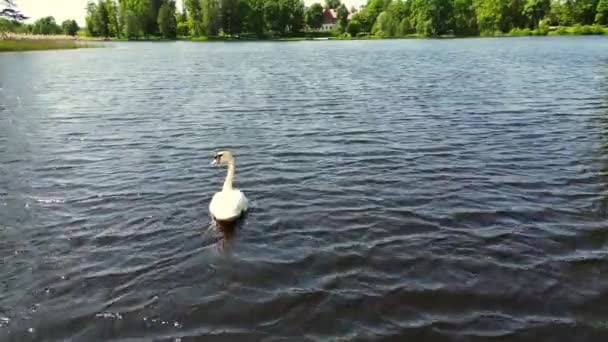 Cygne Blanc Nageant Dans Lac Dark Green Whoper Swan Bird — Video