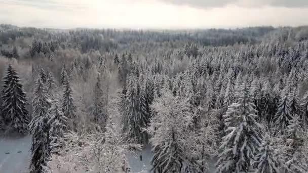 Зимовий Ліс Дерева Ліс Природа Сніг Падає Чарівний Час Сніг — стокове відео