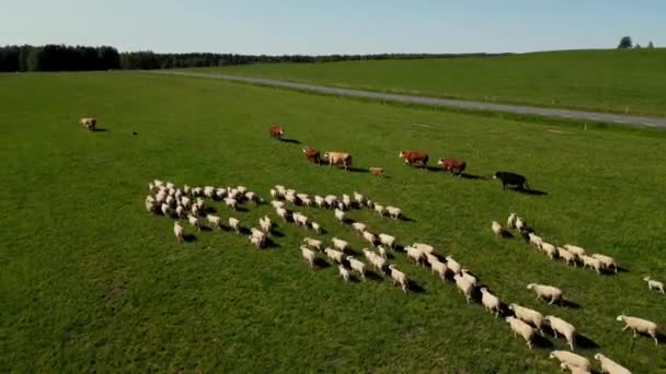 一群羊在牧场上吃草 带着牧羊犬放羊的无人机镜头 夏天的风景里 羊在吃草 爱沙尼亚 大群的山羊和奶牛 草场牧群觅食 — 图库视频影像
