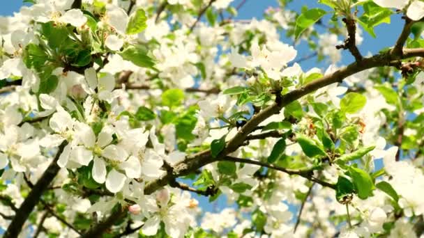 Zbliżenie Kwitnącej Białej Gruszki Lub Kwiatów Jabłoni Porannym Słońcu Drzewo — Wideo stockowe