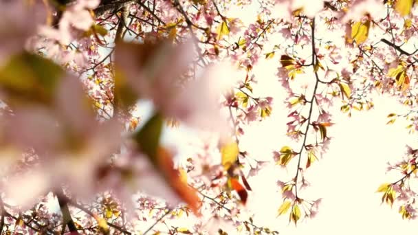 Blowing Cherry Blossoms Blue Sky Spring Fluttering Soft Breeze Cherry — Stock videók