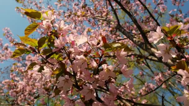 Slow Motion Honey Bees Pollinating Pink Cherry Blossoms Full Bloom — 비디오