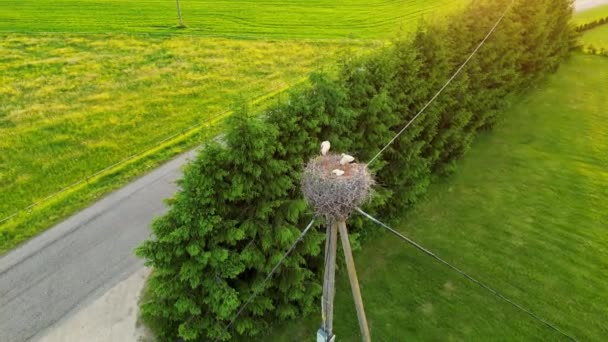 Sommerlandschaft Ein Weißstorch Sitzt Seinem Nest Mit Seinen Kleinen Vögeln — Stockvideo