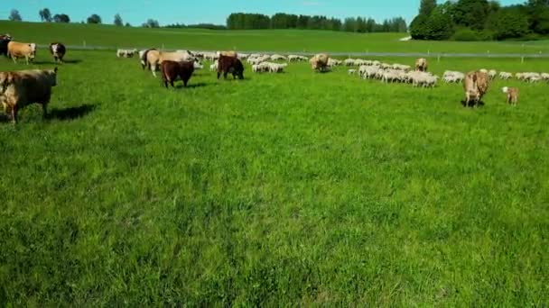 一群羊在牧场上吃草 带着狗放羊的无人机镜头 夏天的风景里 羊在吃草 爱沙尼亚 大群的山羊和奶牛 牧群在草地上觅食 高质量4K — 图库视频影像