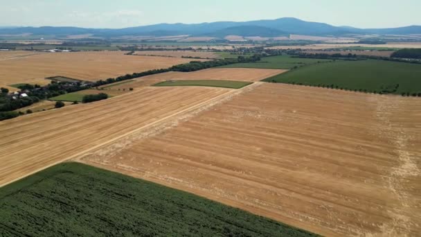産業農場の農業タマネギ作物畑の上の夕日 スロバキアスロベニアの青い山の背景で環境を汚染する植物の近くの小麦畑をクイックフライト — ストック動画