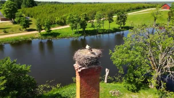 스토크는 배경에 일몰과 둥지에 앉아있다 하늘의 배경에 둥지에 계란을 에스토니아 — 비디오