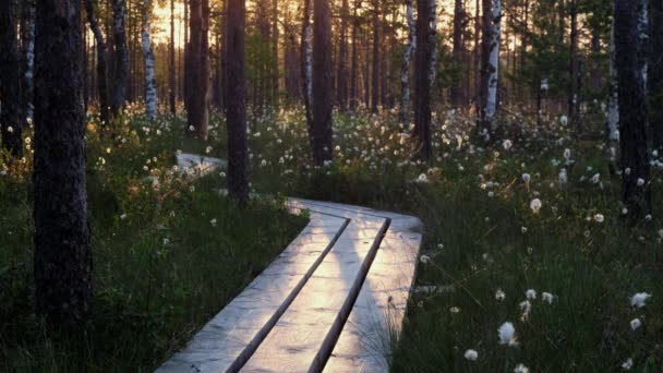湿地の木の道 湿った木の道の歩道 森の狭い木の道は ふわふわの白い花に焦点を当てています エストニアボグの背景に移動する日の出と霧霧 — ストック動画