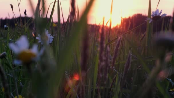 White Daisy Flowers Field Meadows Jarní Sedmikrásky Květiny Tančící Větru — Stock video