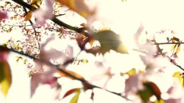 Blossoms fall from trees against beautiful blur orchard blooming background slow motion. Spring view of opening Sakura flowers on branches Cherry tree. Falling cherry blossoms on sunny spring. Japan.