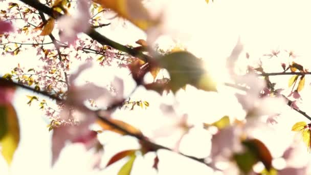 Blossoms Fall Trees Beautiful Blur Orchard Blooming Background Slow Motion — ストック動画